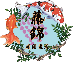 四日市市にある藤錦　庭園魚店は、めだかやらんちゅうなどの金魚の販売や通販を行う専門店です。